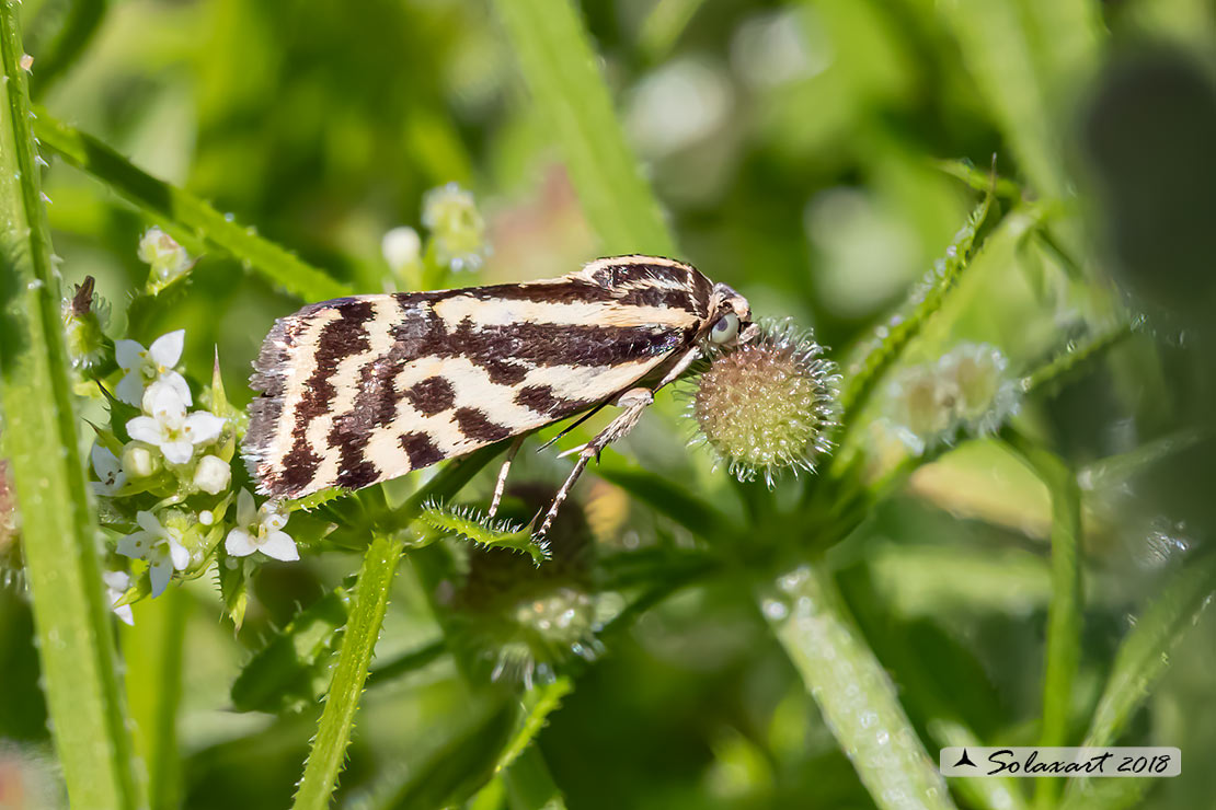 Acontia (Emmelia) trabealis - famiglia: NOCTUIDAE
