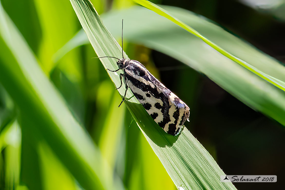 Acontia (Emmelia) trabealis - famiglia: NOCTUIDAE