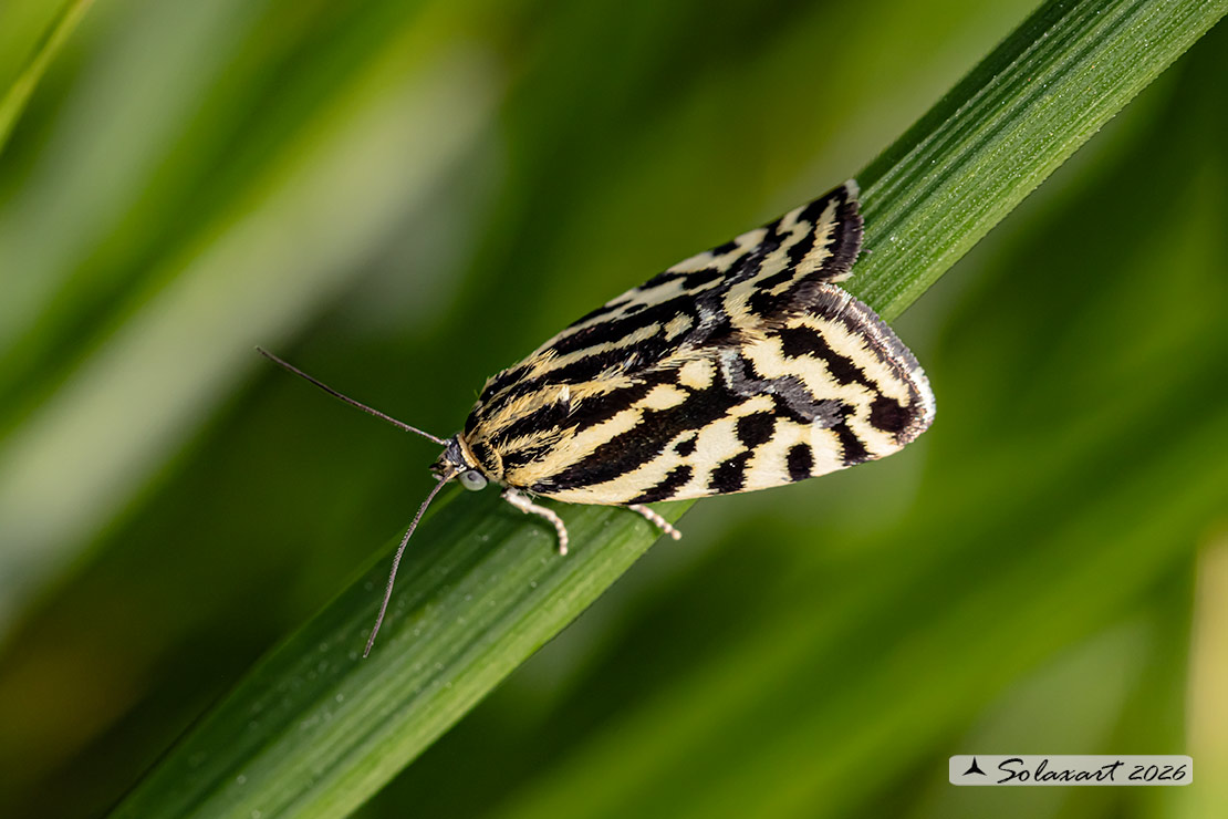 Acontia (Emmelia) trabealis - famiglia: NOCTUIDAE