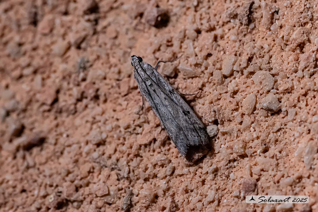 Ephestia kuehniella; Mediterranean flour moth