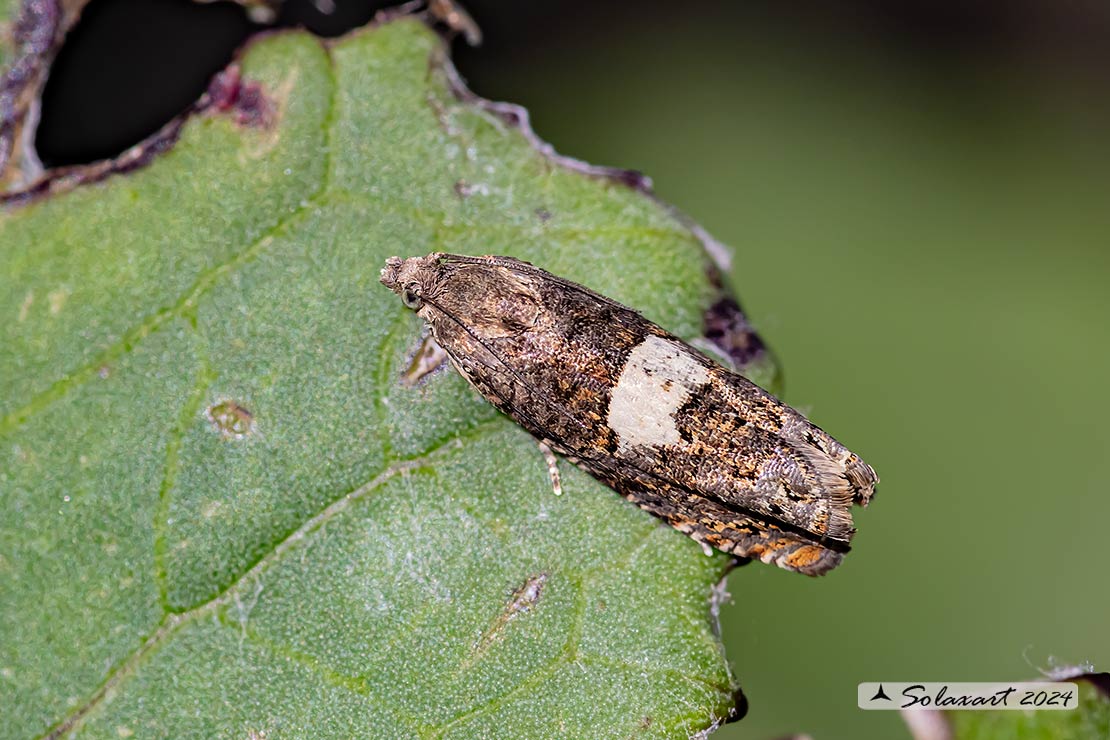 Epiblema sticticana