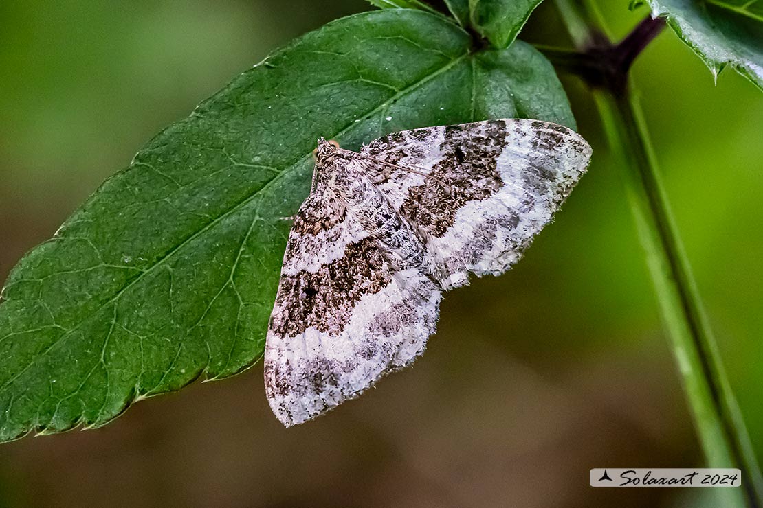 Epirrhoe alternata