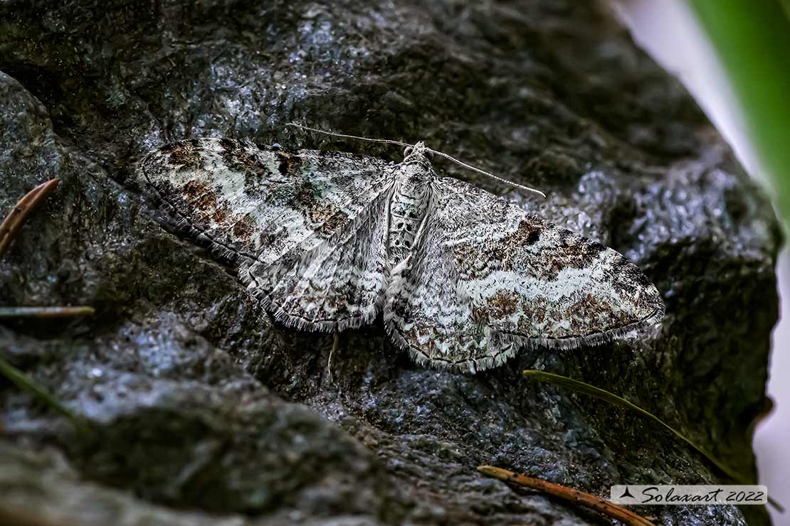 Epirrhoe rivata