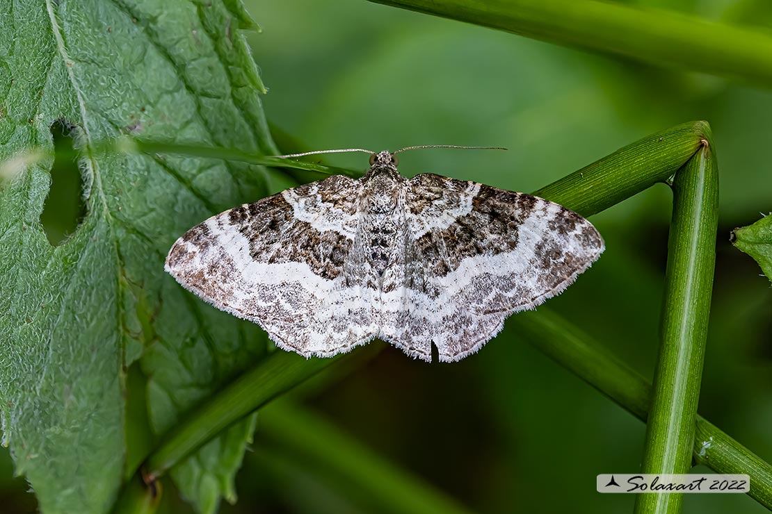 Epirrhoe rivata