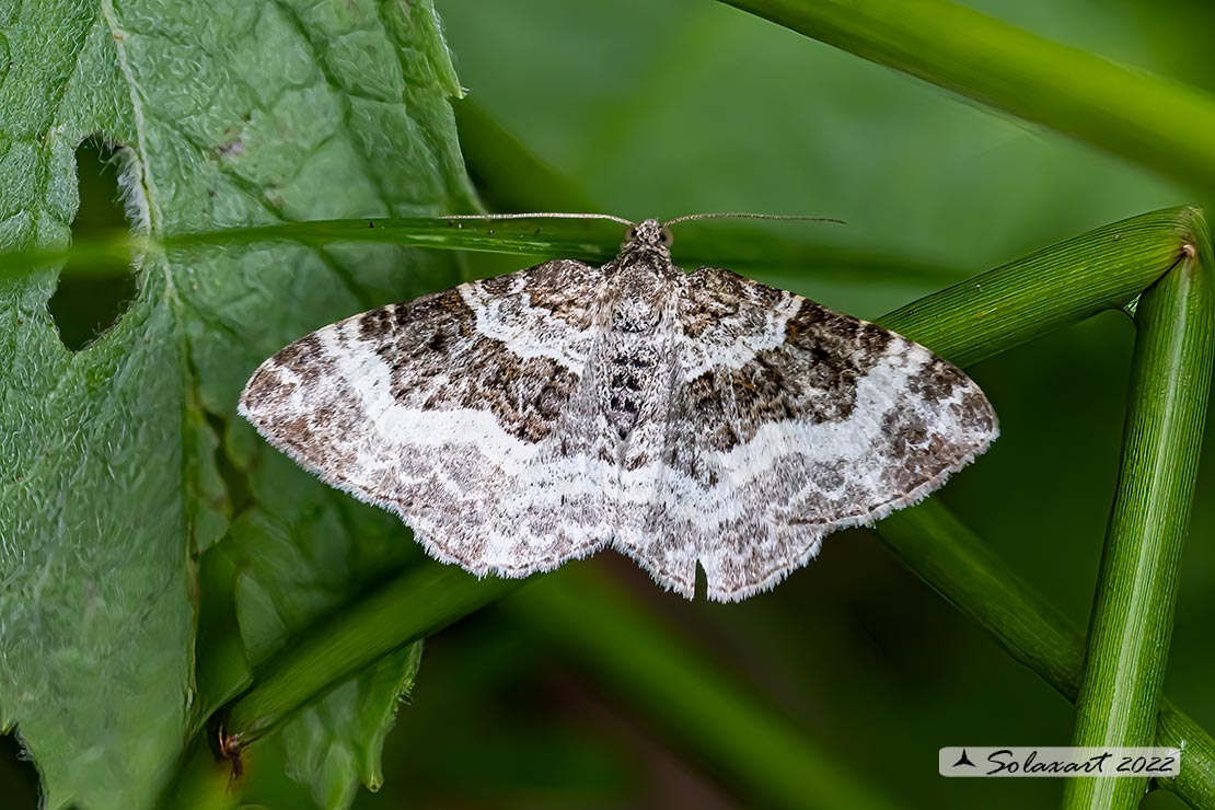 Epirrhoe rivata