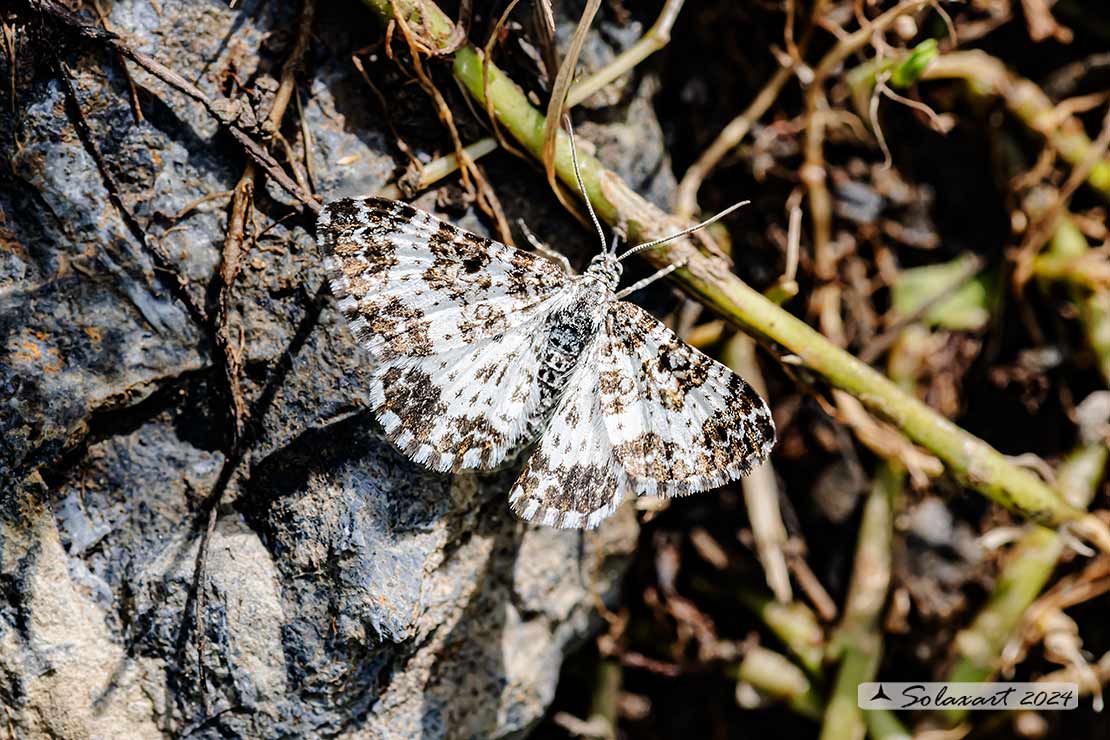 Epirrhoe tristata
