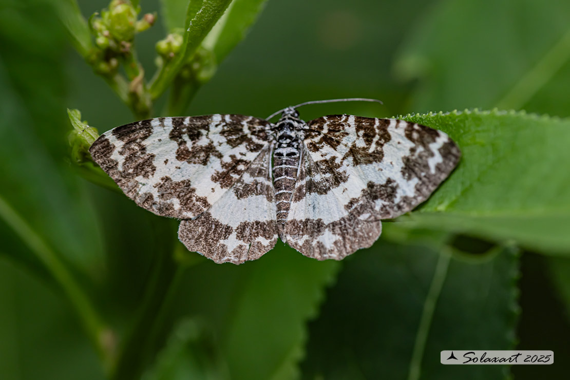 Epirrhoe tristata