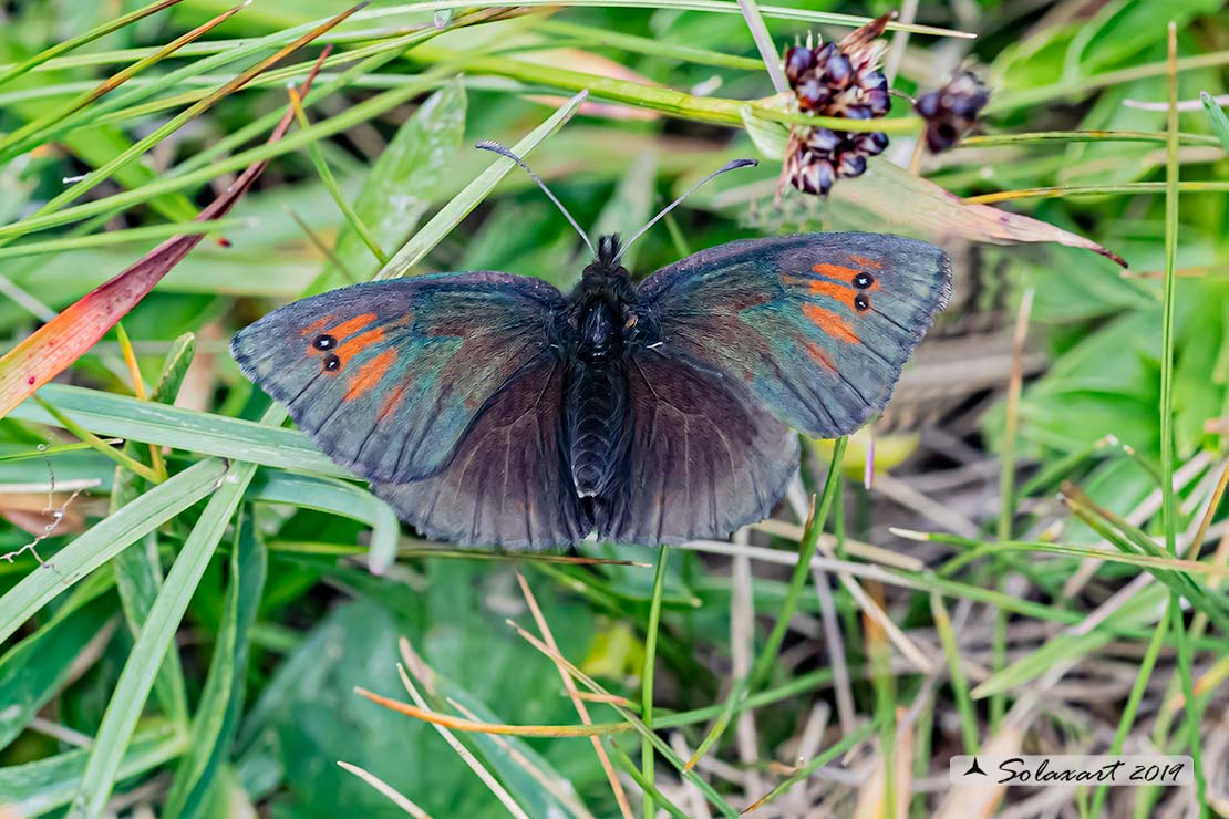 Erebia tyndarus :  Swiss brassy ringlet