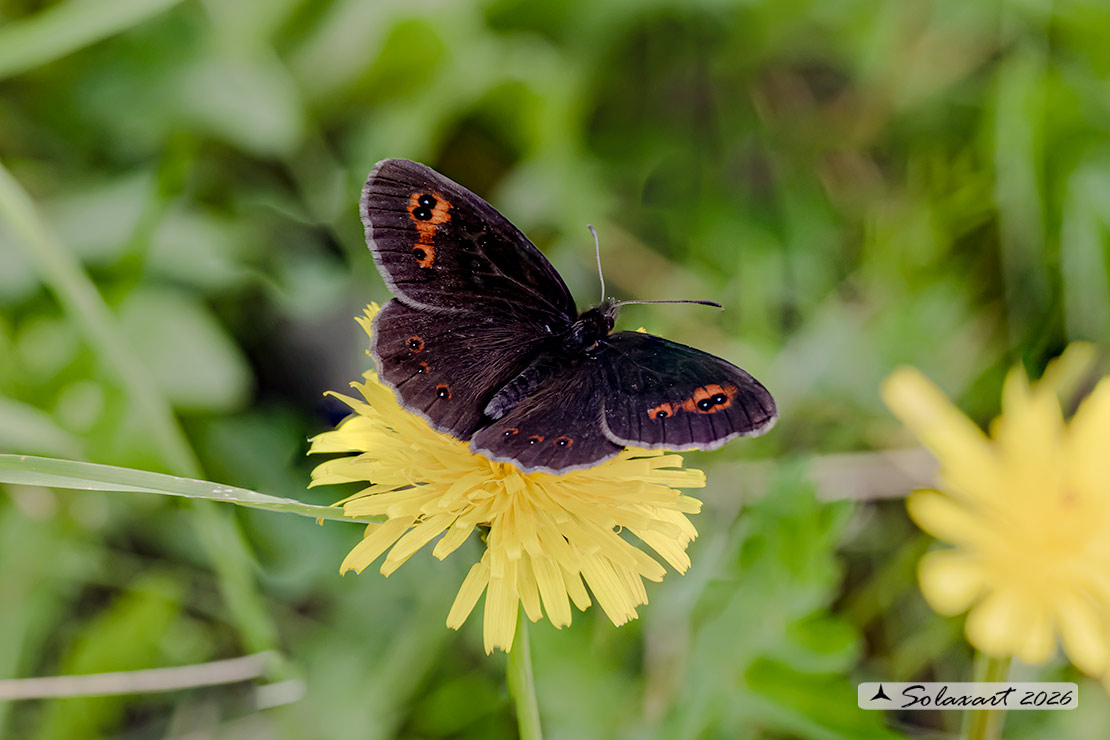 Erebia aethiops: Scotch argus