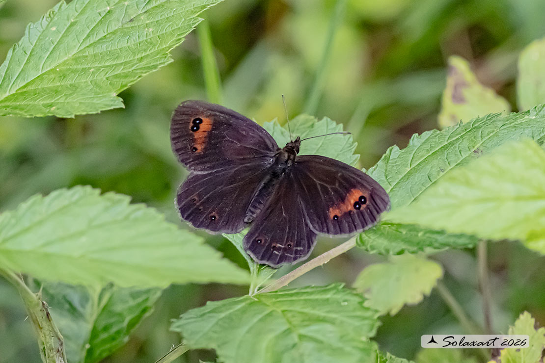 Erebia aethiops: Scotch argus