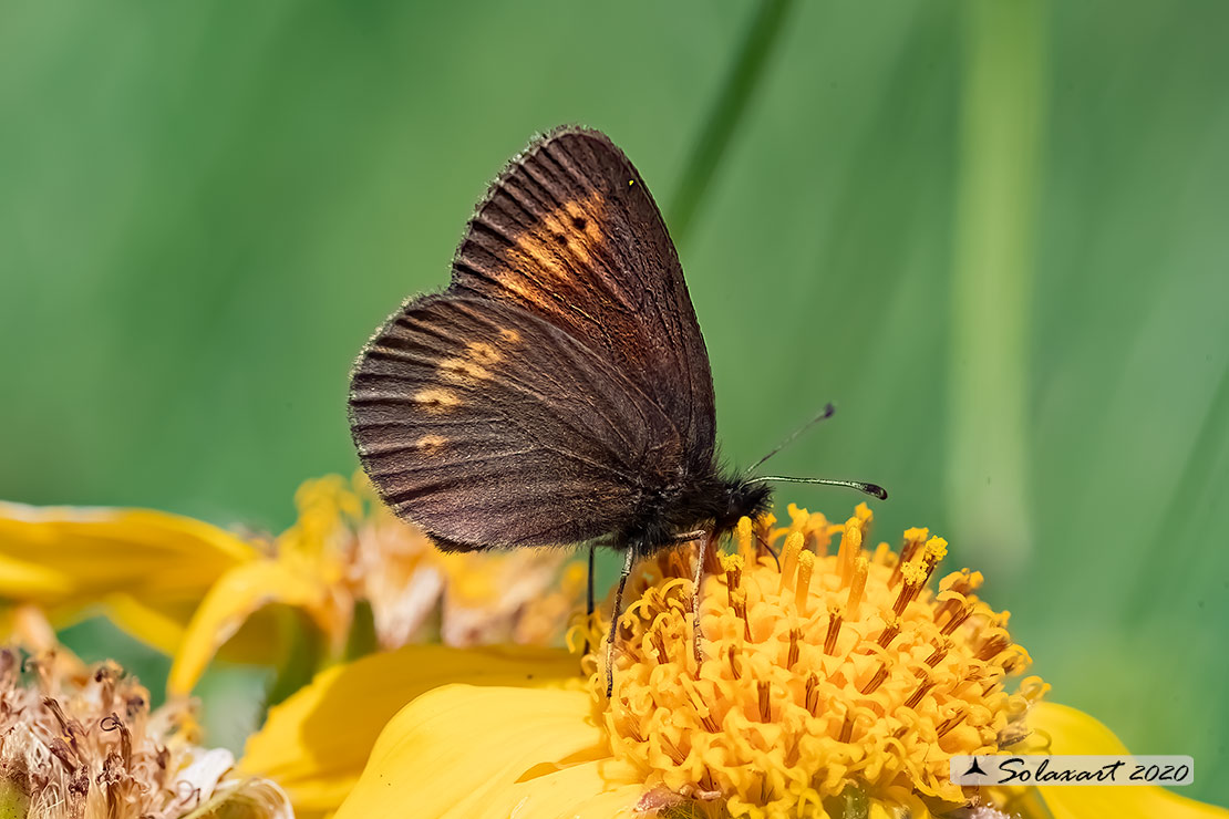 Erebia alberganus - Almond ringlet