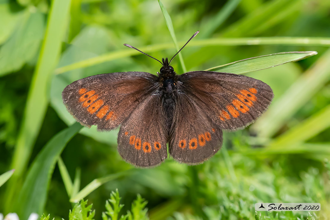 Erebia alberganus - Almond ringlet