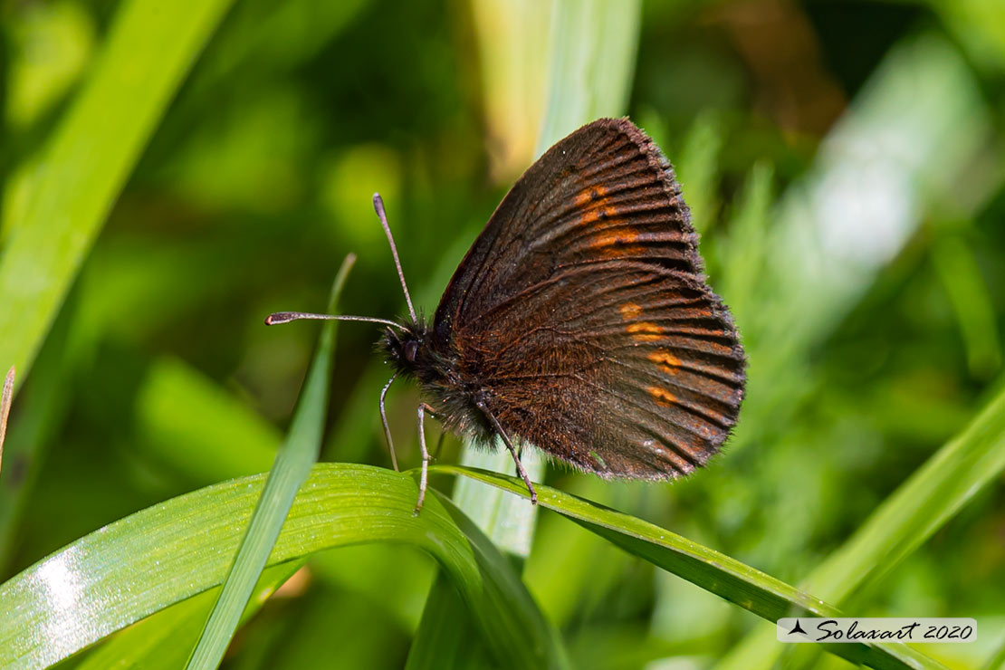 Erebia alberganus - Almond ringlet