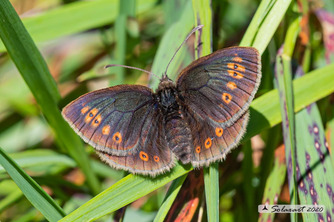 Erebia alberganus - Almond ringlet