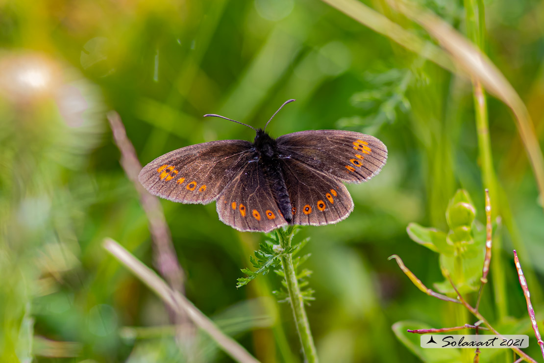 Erebia alberganus - Almond ringlet