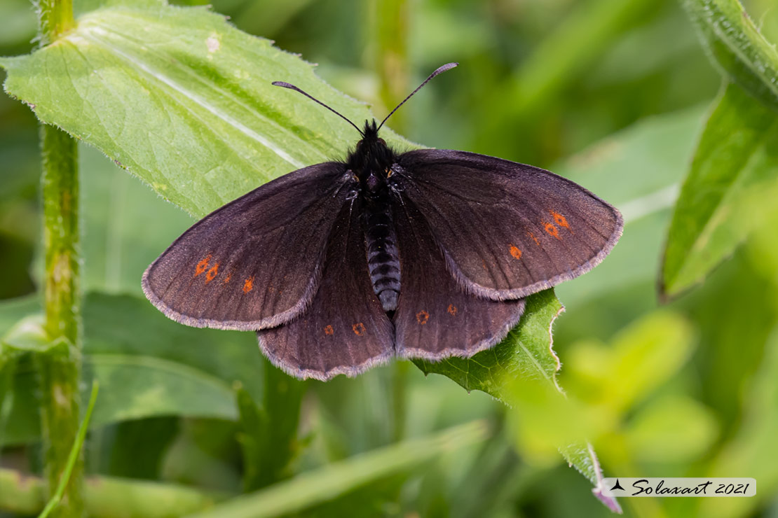 Erebia alberganus - Almond ringlet