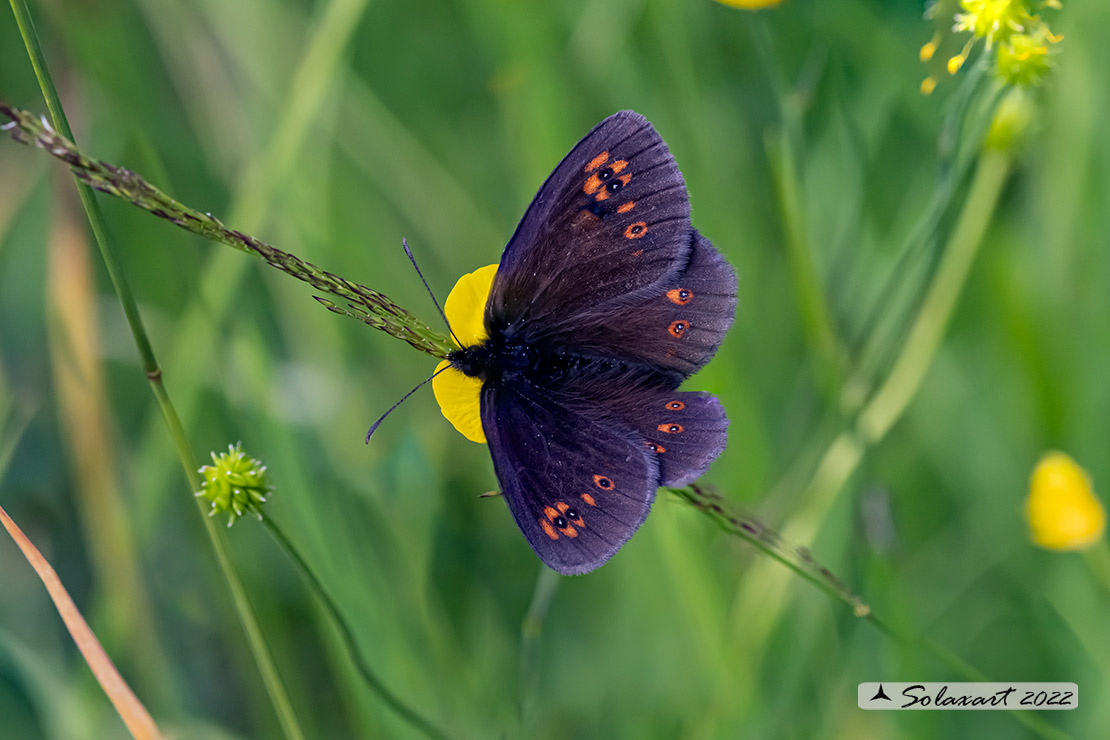 Erebia alberganus - Almond ringlet