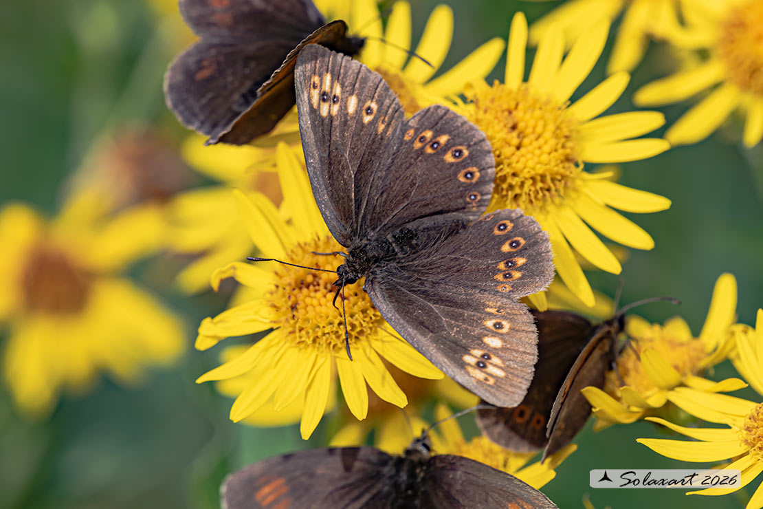 Erebia alberganus - Almond ringlet