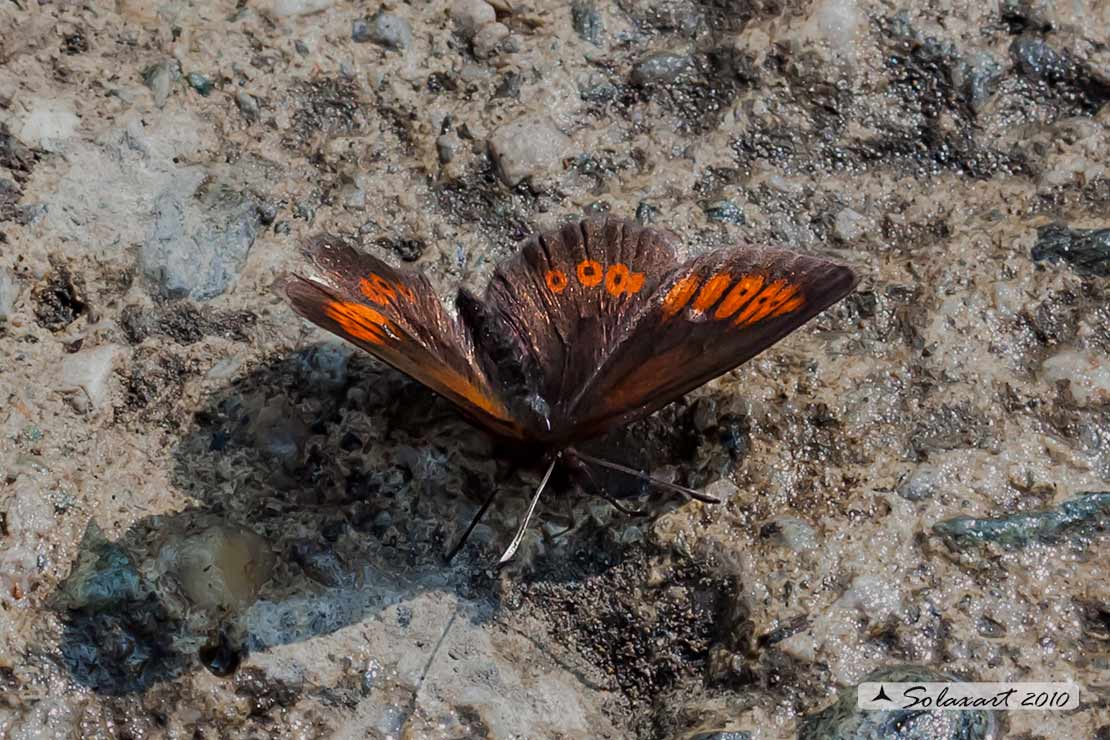 Erebia alberganus - Almond ringlet