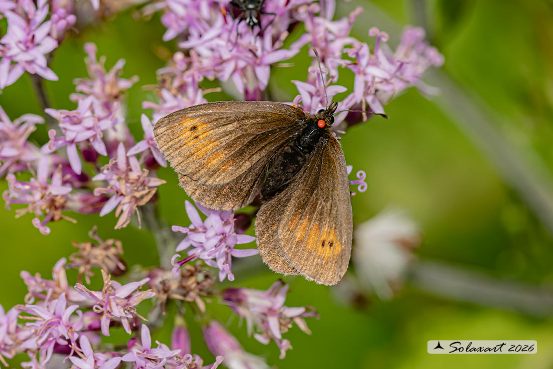 Erebia epiphron: Mountain ringlet