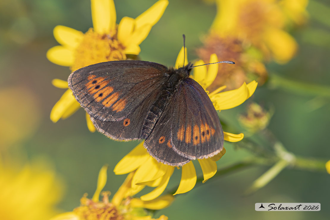 Erebia euryale (maschio); large ringlet (male)