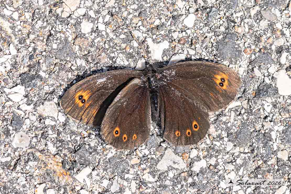 Erebia medusa - Woodland ringlet