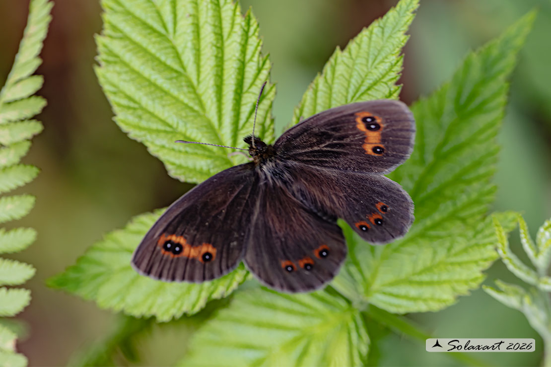 Erebia medusa - Woodland ringlet