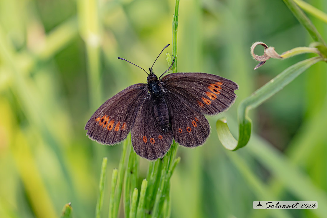 Erebia melampus - Lesser mountain ringlet