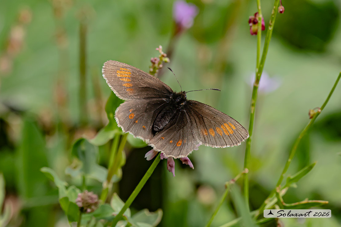 Erebia melampus - Lesser mountain ringlet
