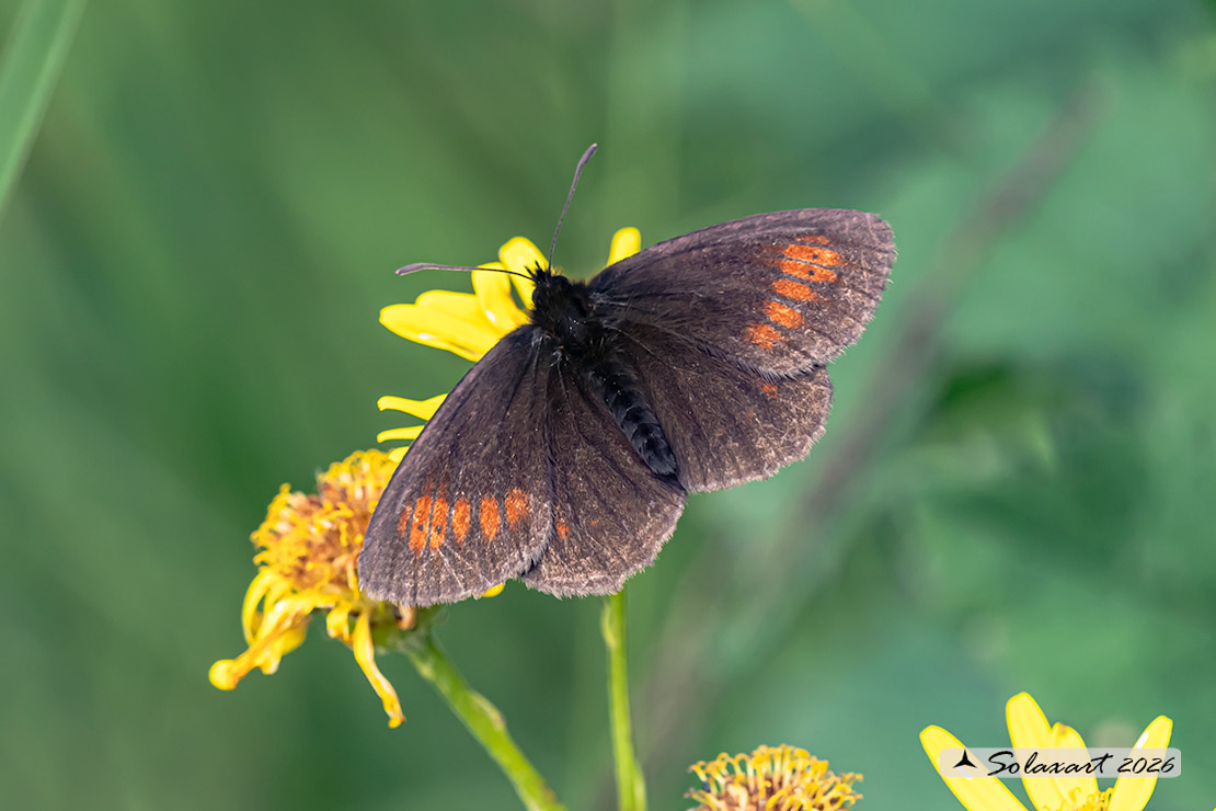 Erebia melampus - Lesser mountain ringlet