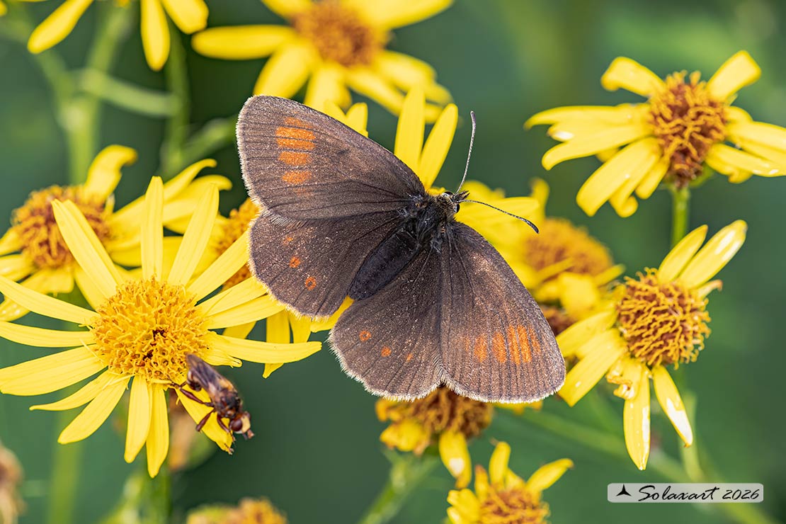 Erebia pharte : Blind ringlet