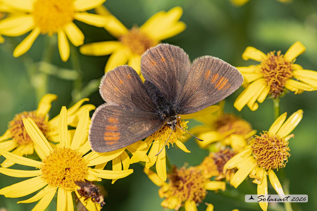 Erebia pharte : Blind ringlet