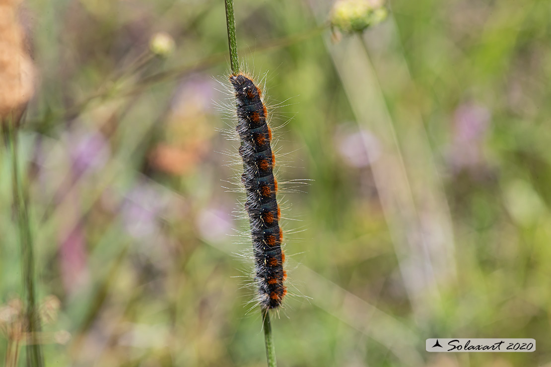 Eriogaster lanestris - Bombice del ciliegio - Small eggar