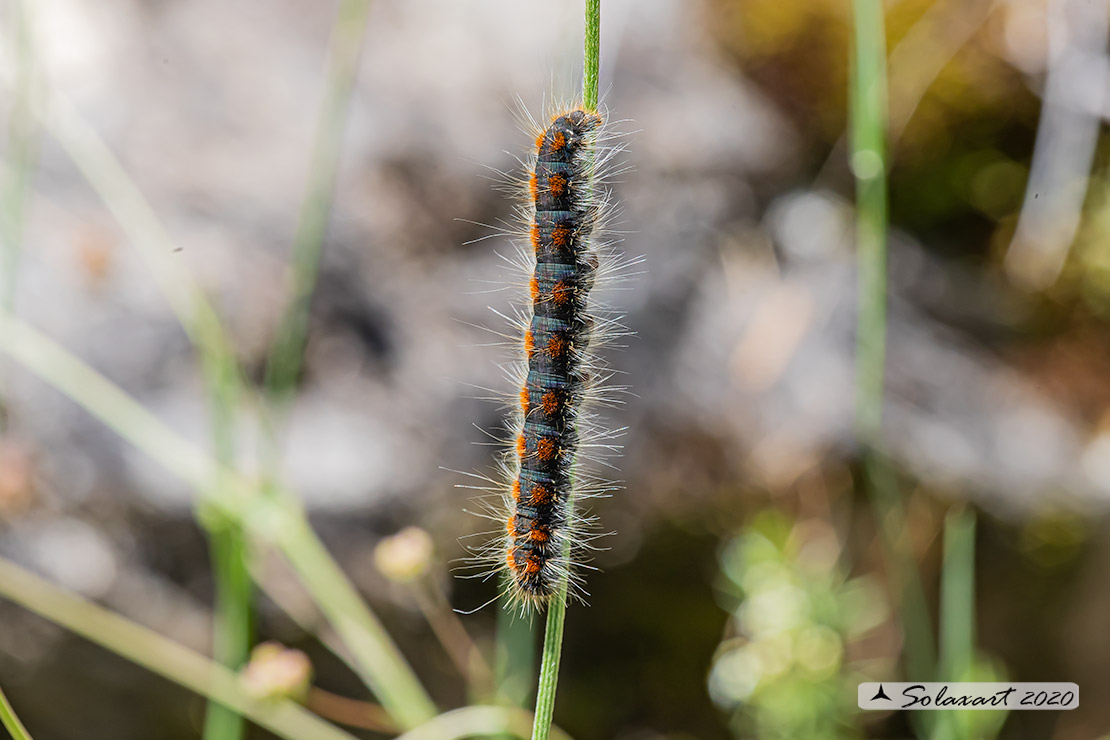 Eriogaster lanestris - Bombice del ciliegio - Small eggar