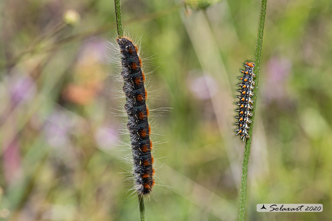 Eriogaster lanestris e Melitaea didyma