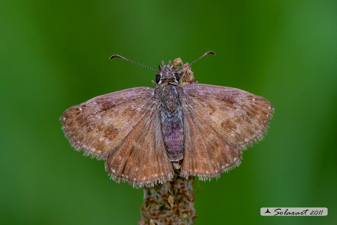 Erynnis tages (femmina); Dingy skipper (female)