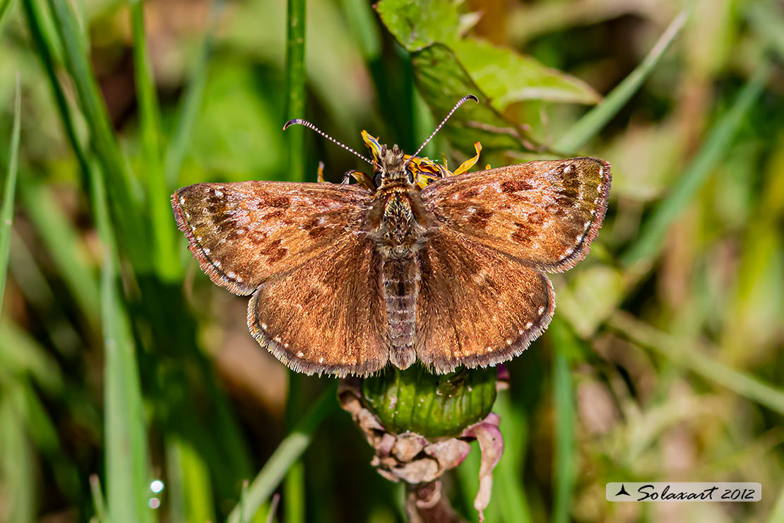 Erynnis tages