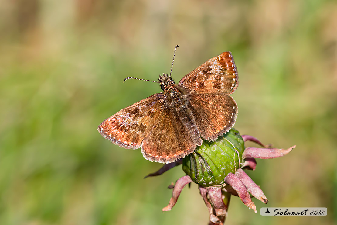 Erynnis tages