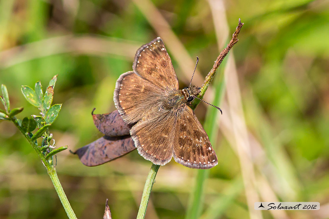 Erynnis tages (femmina); Dingy skipper (female)