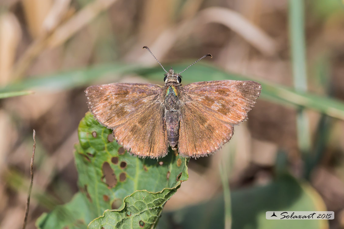 Erynnis tages (femmina); Dingy skipper (female)