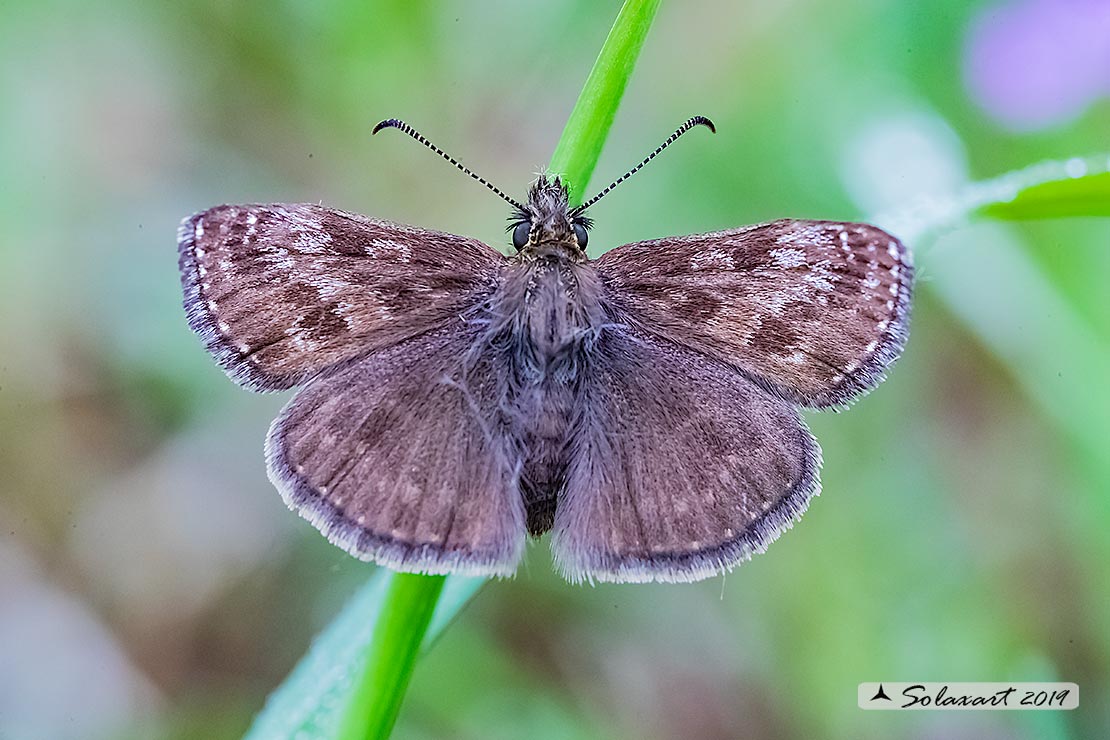 Erynnis tages