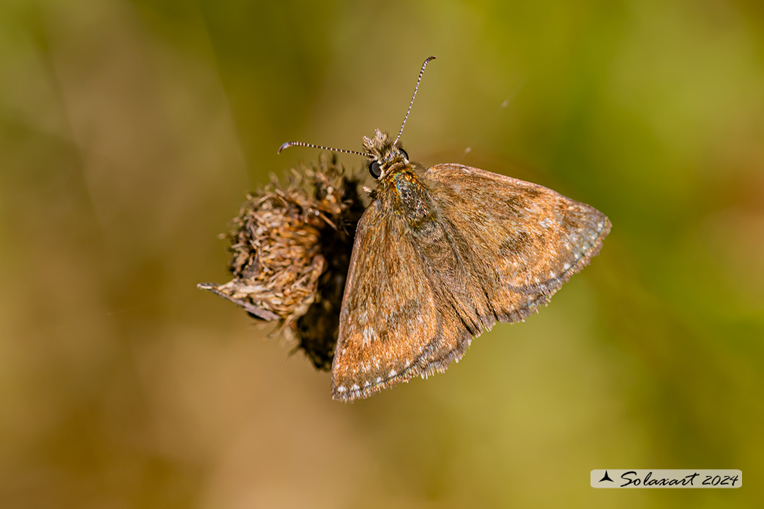 Erynnis tages