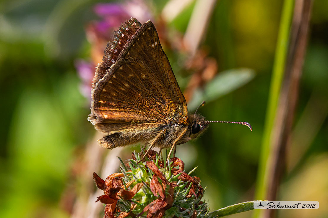 Erynnis tages