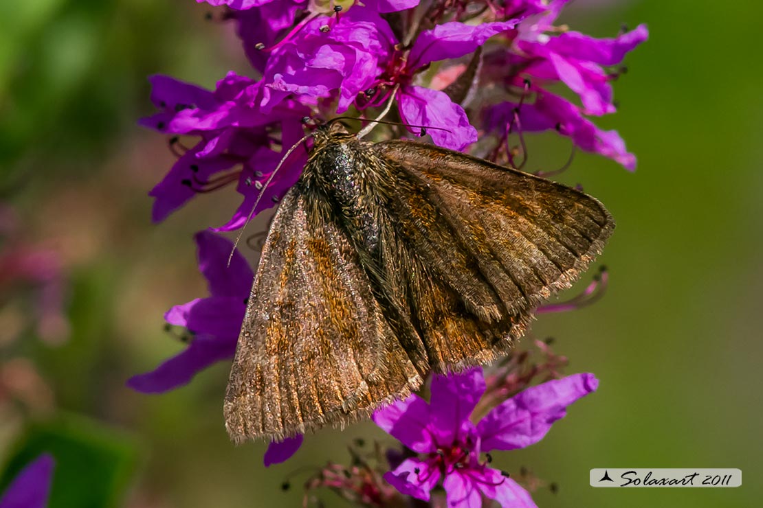 Euclidia glyphica   -  Burnet Companion Moth