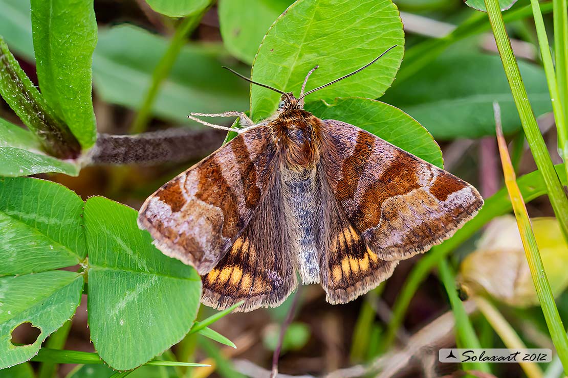 Euclidia glyphica   -  Burnet Companion Moth