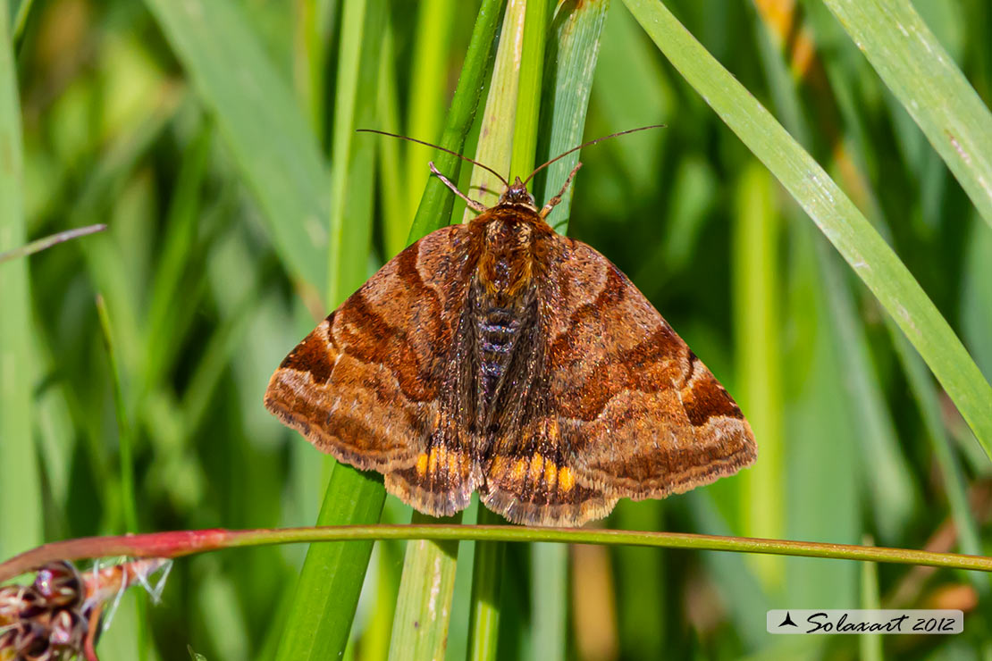 Euclidia glyphica   -  Burnet Companion Moth