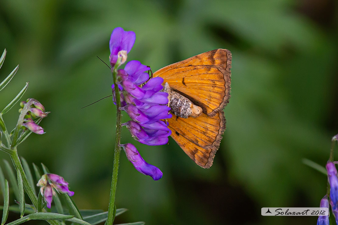 Euclidia glyphica   -  Burnet Companion Moth