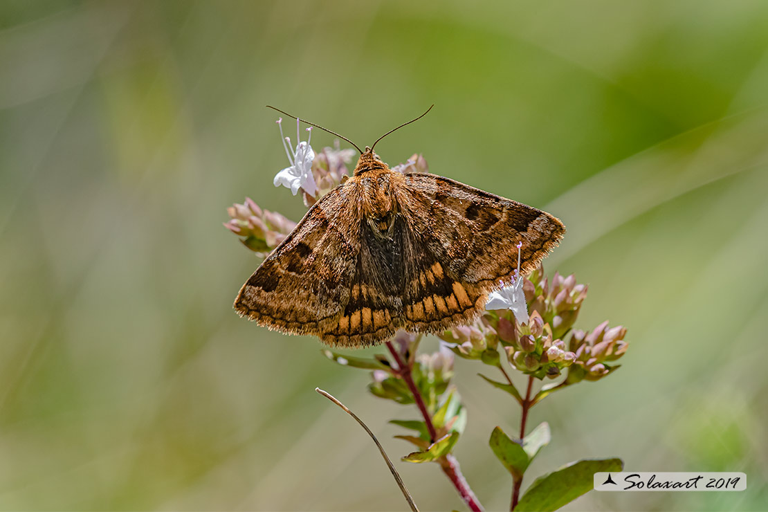 Euclidia glyphica   -  Burnet Companion Moth