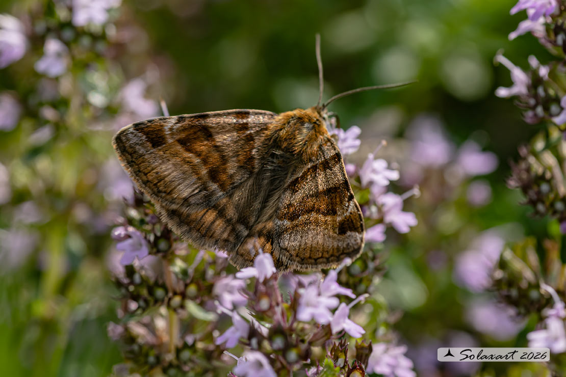 Euclidia glyphica - Burnet Companion Moth