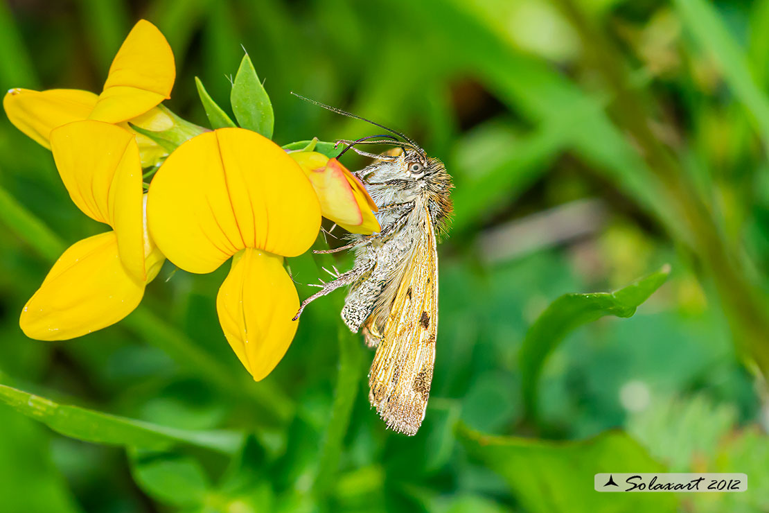 Euclidia glyphica   -  Burnet Companion Moth